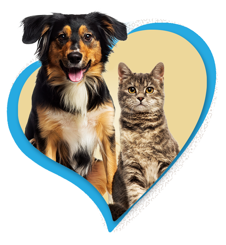 Dog and Cat